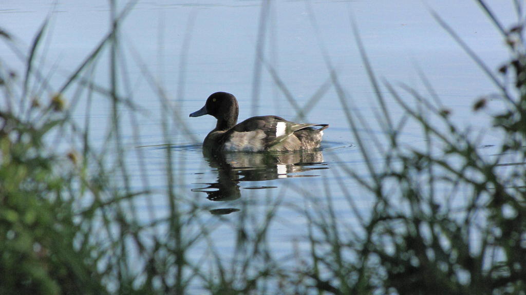 Hotel Le Caballin Vogelgrun Bagian luar foto